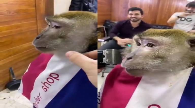 monkey-went-salon-to-trim-beard-viral-video