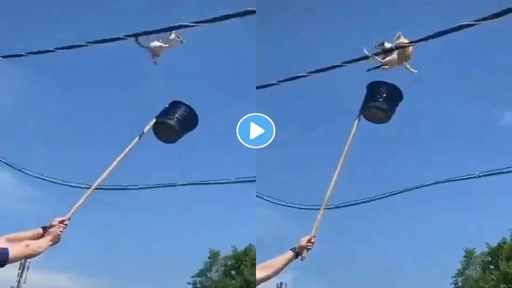 Desi-Jugaad-to-Save-Cats-viral-video