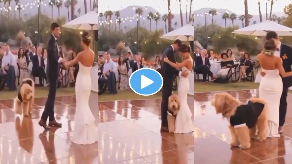 Bride-Groom-Dog-Viral-Video Bride-Groom-Dog-Viral-Video