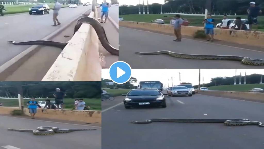 anaconda-on-highway-viral-video