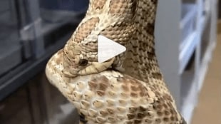 Snake_Viral_Video