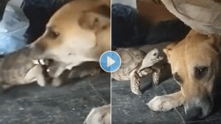 Viral_Video_Of_Dog