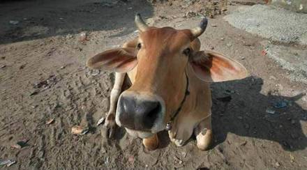 cow-1