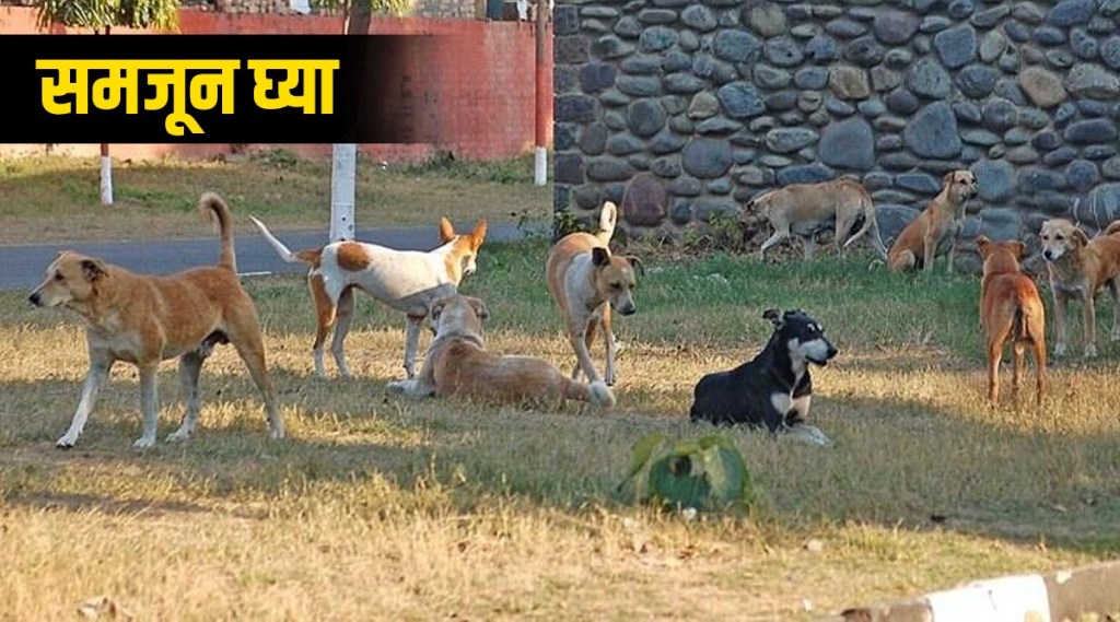 What is Parvovirus that infects 2000 dogs in Amravati