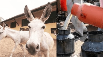 donkeys milk