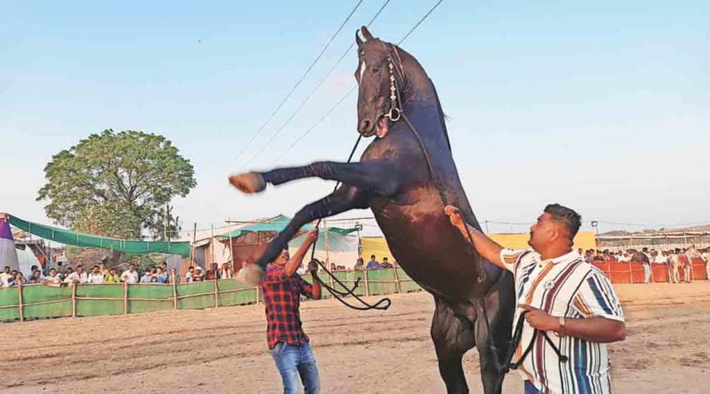 सारंगखेडा बाजारात घोडय़ांना कोटय़वधींचा भाव ; दीड ते अडीच कोटींपर्यंत भाव मात्र मालकांचा विक्रीस नकार