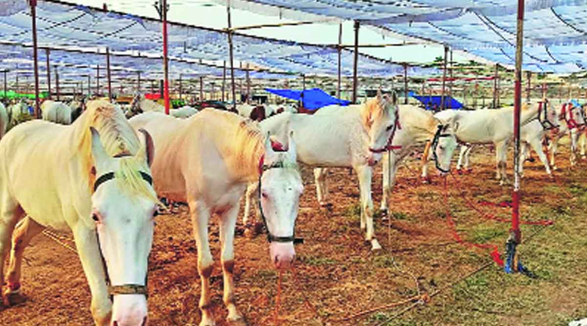 सारंगखेडा यात्रा रद्द; अश्वाबाजार मात्र दरवर्षीप्रमाणे