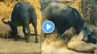 lion buffalo fighting video