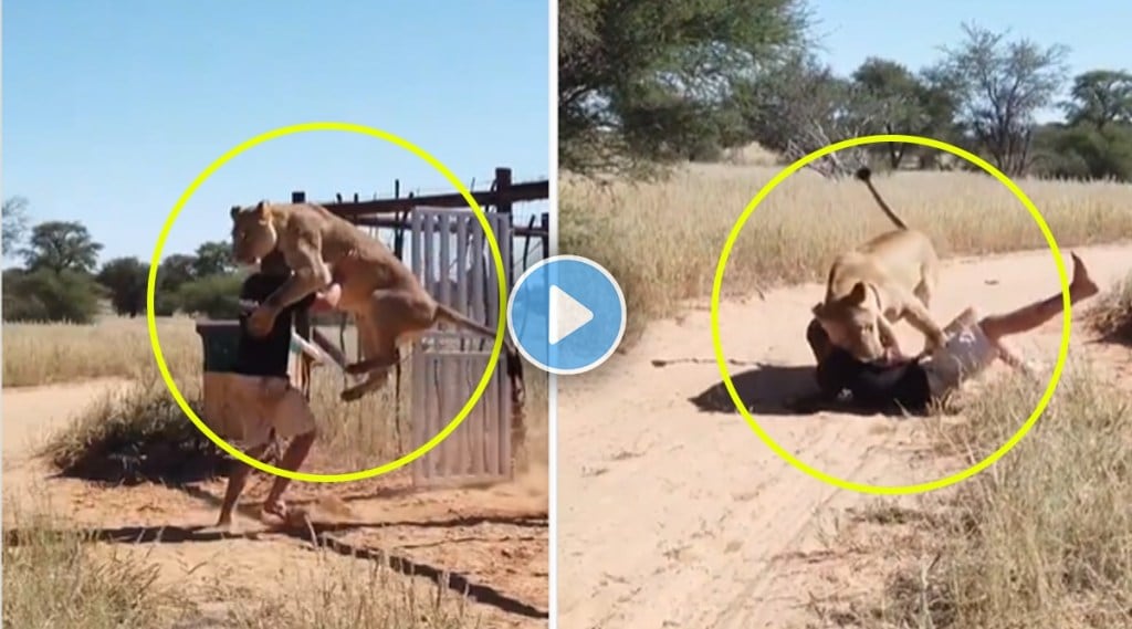 lioness is attacking caretaker