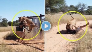 lioness is attacking caretaker