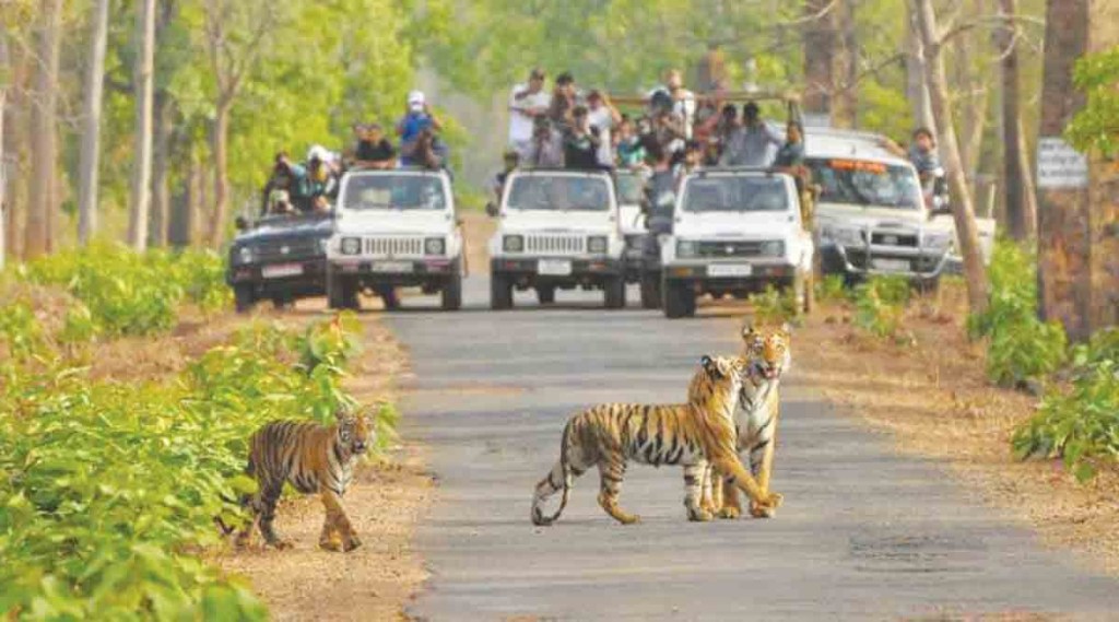 ताडोबामध्ये सध्या उघडय़ा वाहनांतून व्याघ्रसफर केली जाते.