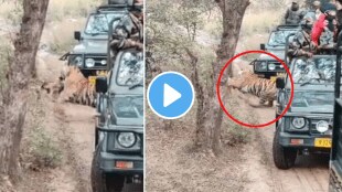 people saw tigers hunting LIVE