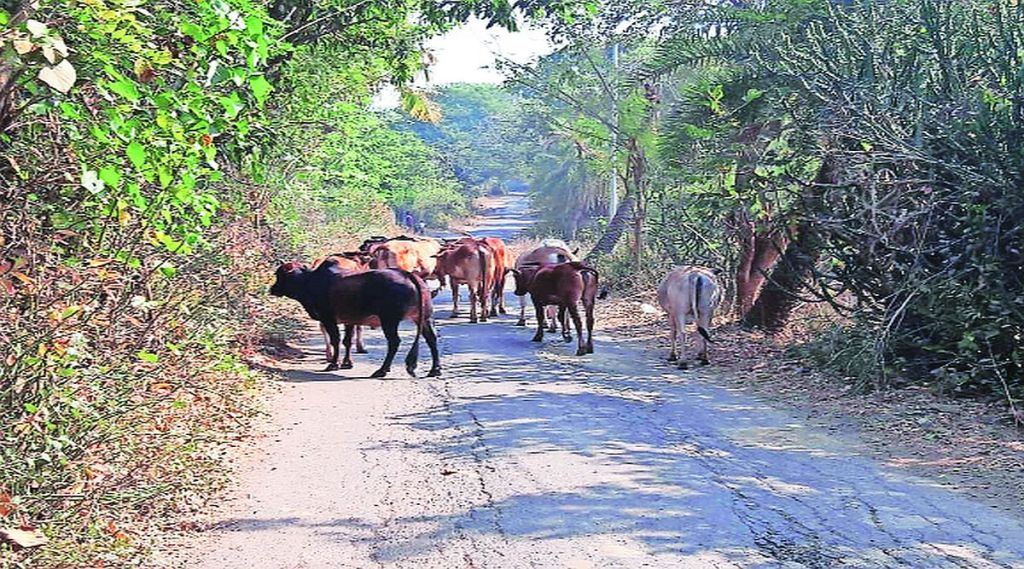 गुरे चोरणारी टोळी सक्रिय