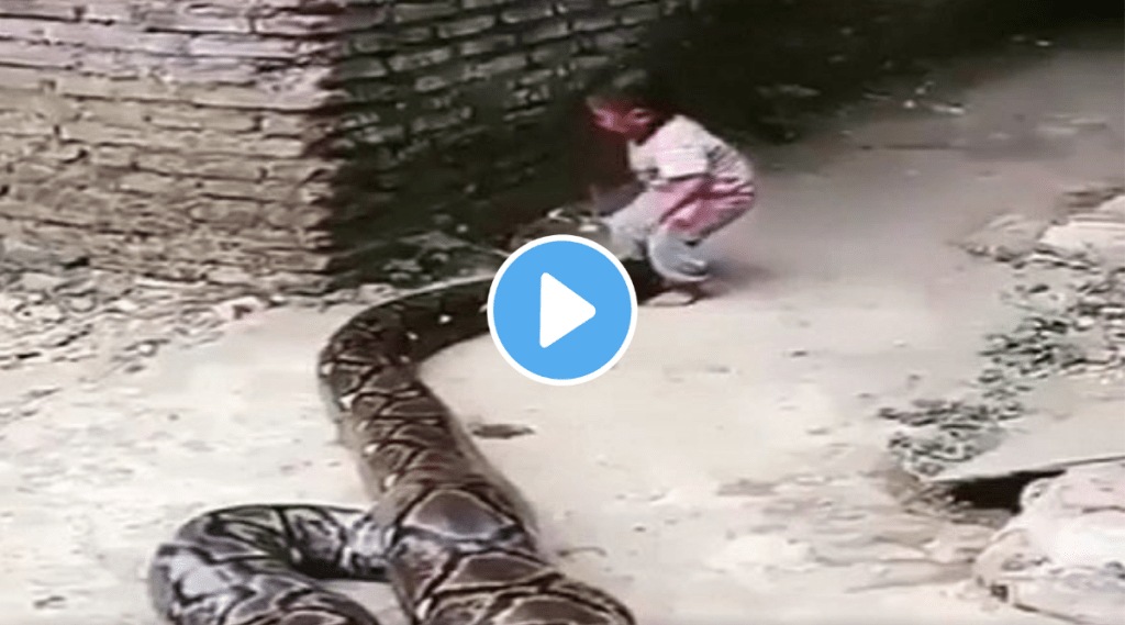 sanke python video