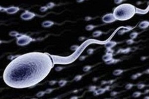 sperm-main