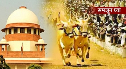 supreme court alowed bullock cart races in maharashtra