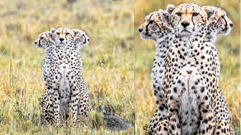 3 headed cheetah