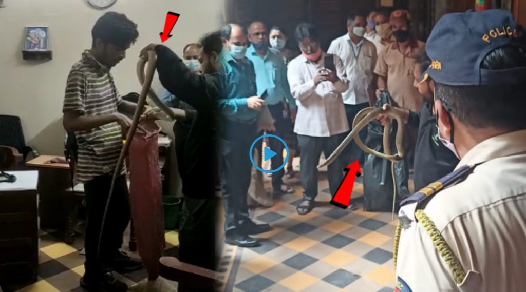 A snake found in the Bombay High Court