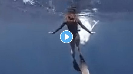 Baby whale nearly collided