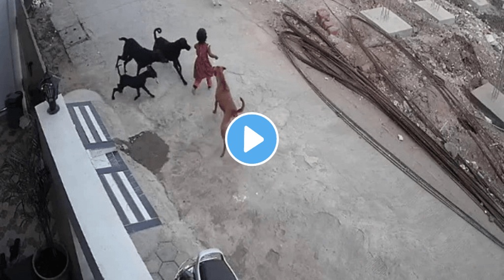 Bhopal Street Dogs attack