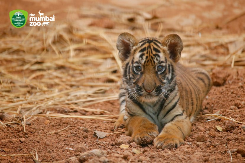 Byculla Zoo Tiger Cub Penguin Chick Photos