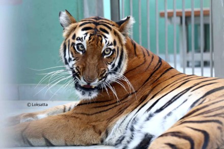 Byculla Zoo Tiger Cub Penguin Chick Photos