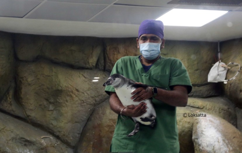Byculla Zoo Tiger Cub Penguin Chick Photos