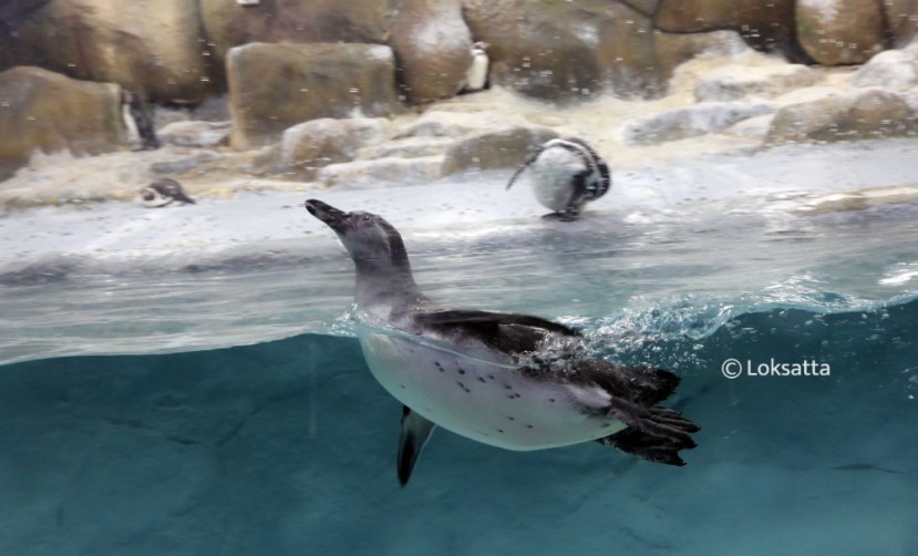 Byculla Zoo Tiger Cub Penguin Chick Photos