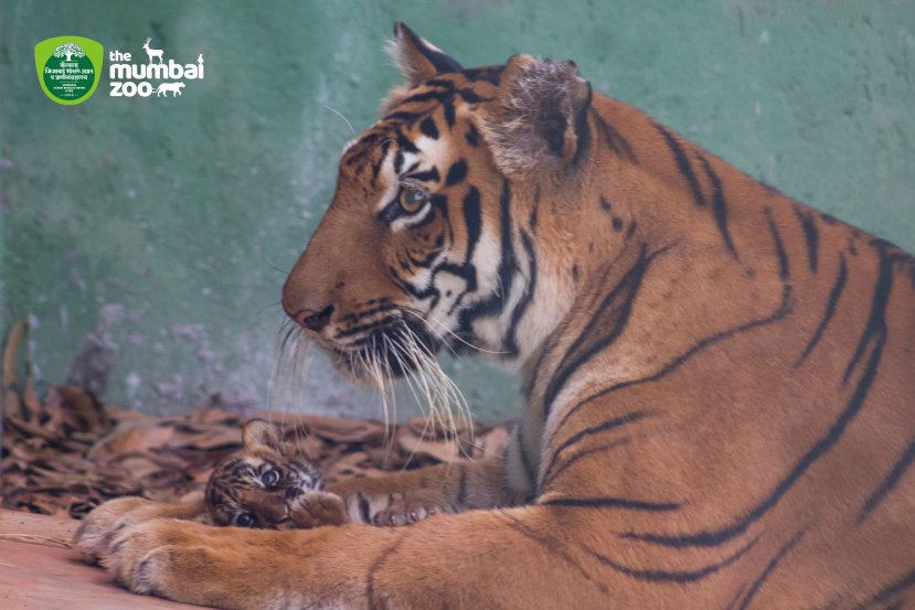 Byculla Zoo Tiger Cub Penguin Chick Photos