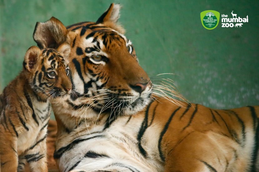 Byculla Zoo Tiger Cub Penguin Chick Photos