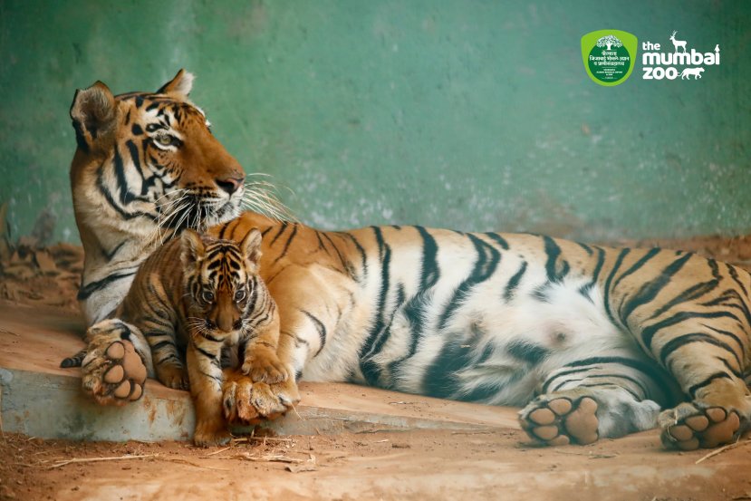 Byculla Zoo Tiger Cub Penguin Chick Photos