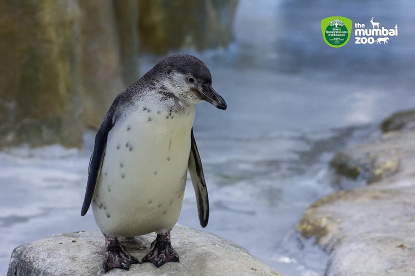 Byculla Zoo Tiger Cub Penguin Chick Photos