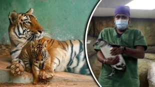 Byculla Zoo Tiger Cub Penguin Chick