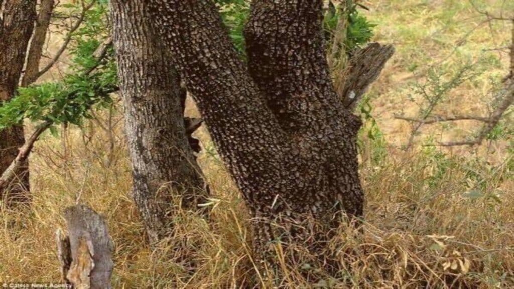 Can you spot a leopard