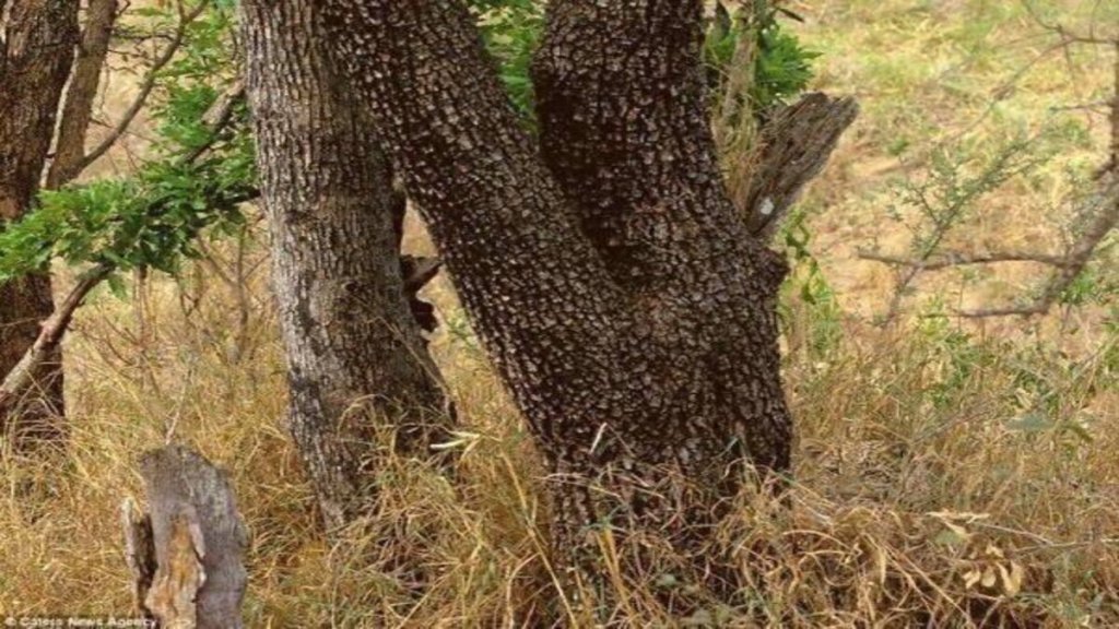 Can you spot a leopard