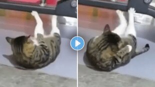 Cat_Video