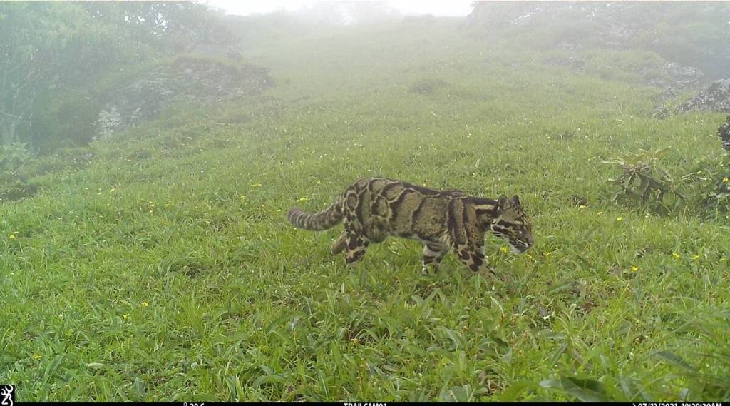 Clouded-leopard