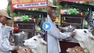 Cow eats Panipuri