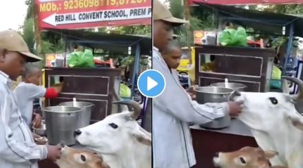 Cow eats Panipuri