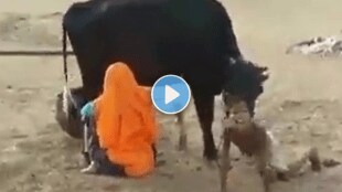 Cow_Milk