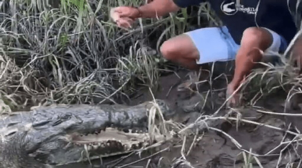 Crocodile_Attack