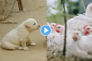 Viral: संगतीचा कुत्र्यावर परिणाम! भुंकण्याऐवजी काढला कोंबड्याचा आवाज;  व्हिडीओ पाहून तुम्हालाही हसू आवरणार नाही