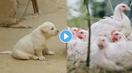 Dog_Viral_Video