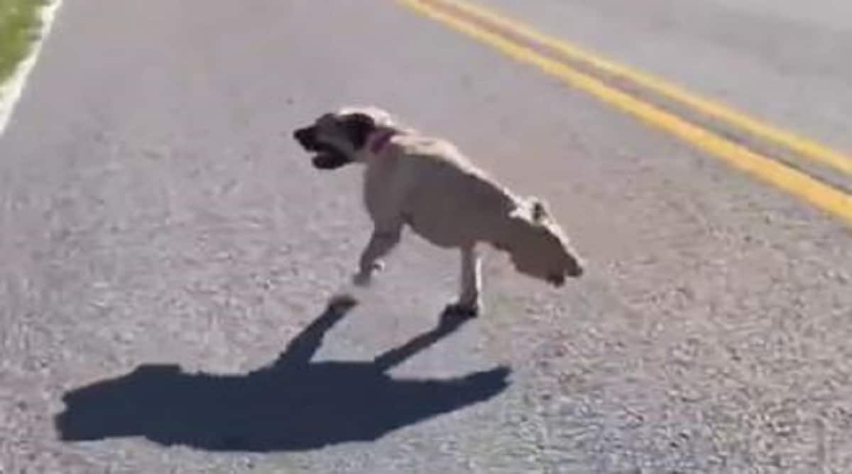 Dog Walking on Two Legs Inspiration Video Viral on Social Media