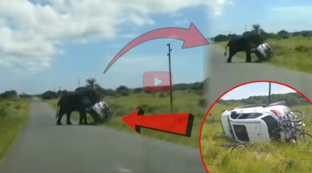 Elephant Flips Over Car