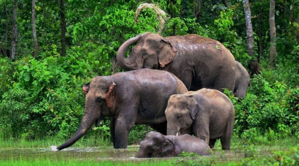 Maharashtra forest department, elephants, Gadchiroli, Gujarat, Kamlanagar, Reliance, Greens Zoological Rescue and Rehabilitation Kingdom
