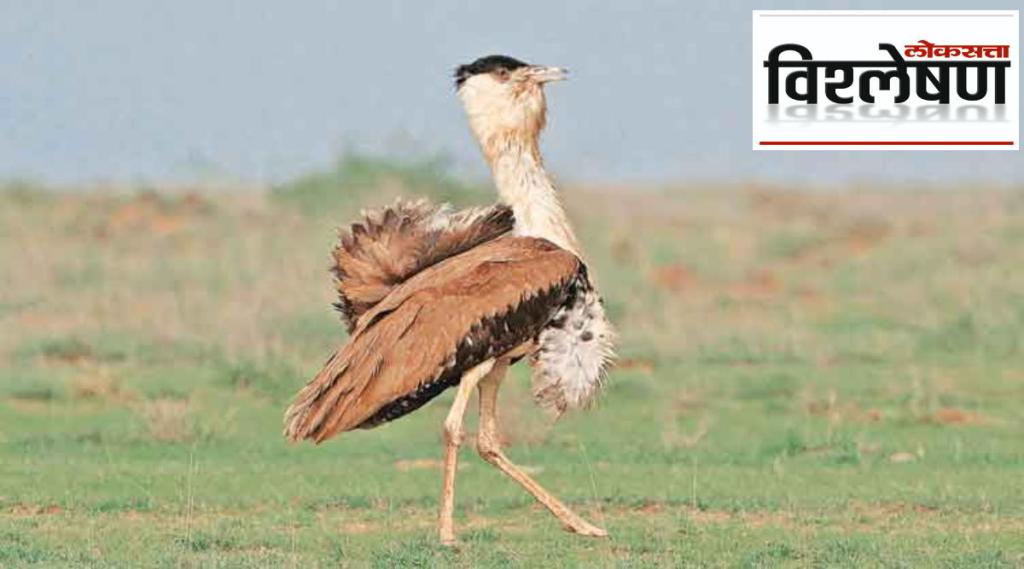 Great Indian bustard is on the verge of extinction