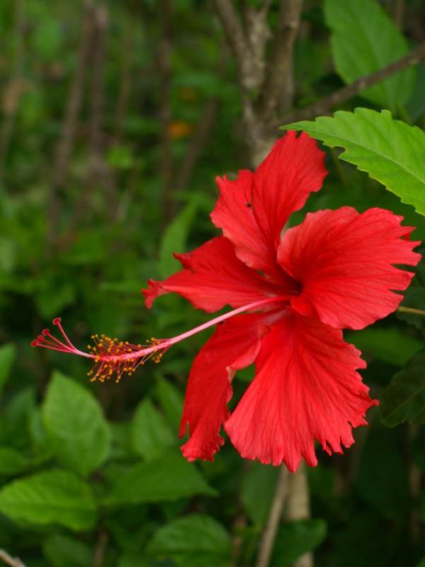 Hibiscus Flower Benefits