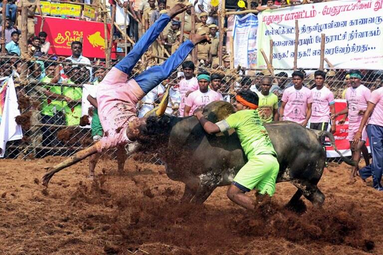 Jallikattu Here is Everything You Need to Know About the Bull Taming Sport played in tamil nadu