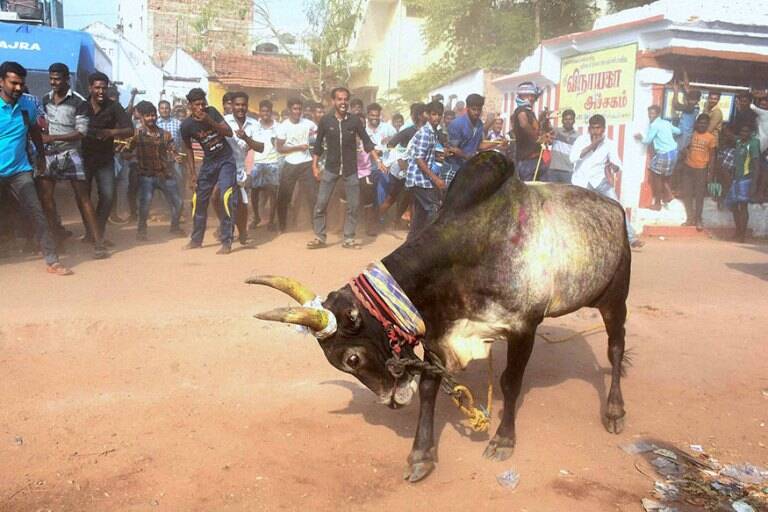 Jallikattu Here is Everything You Need to Know About the Bull Taming Sport played in tamil nadu